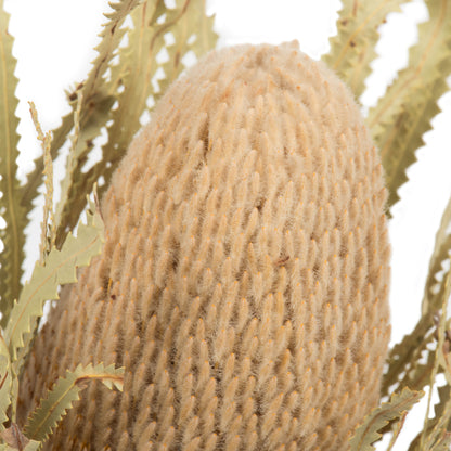Vickerman 12" Natural Banksia Flower. Includes 25 Stems per Pack. Dried
