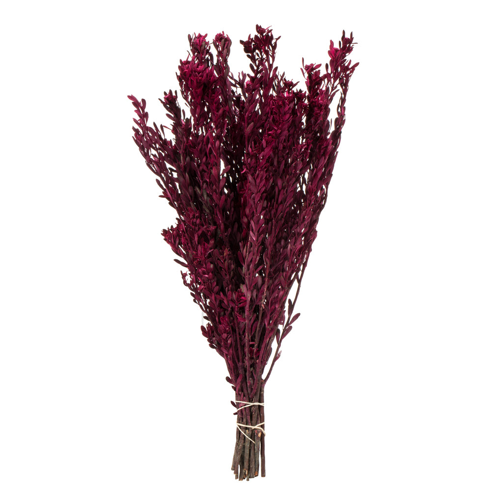 Vickerman 18-20" Merlot Pubescens 5 oz Bundle Preserved