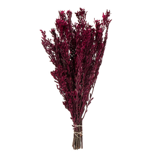 Vickerman 18-20" Merlot Pubescens 5 oz Bundle Preserved