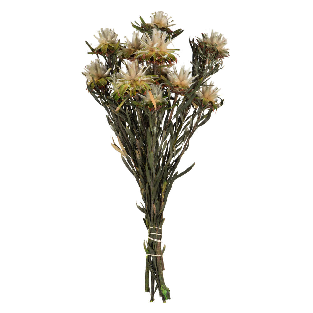 Vickerman 8-20" Natural Plumosum Female 8 flower heads per bundle Preserved