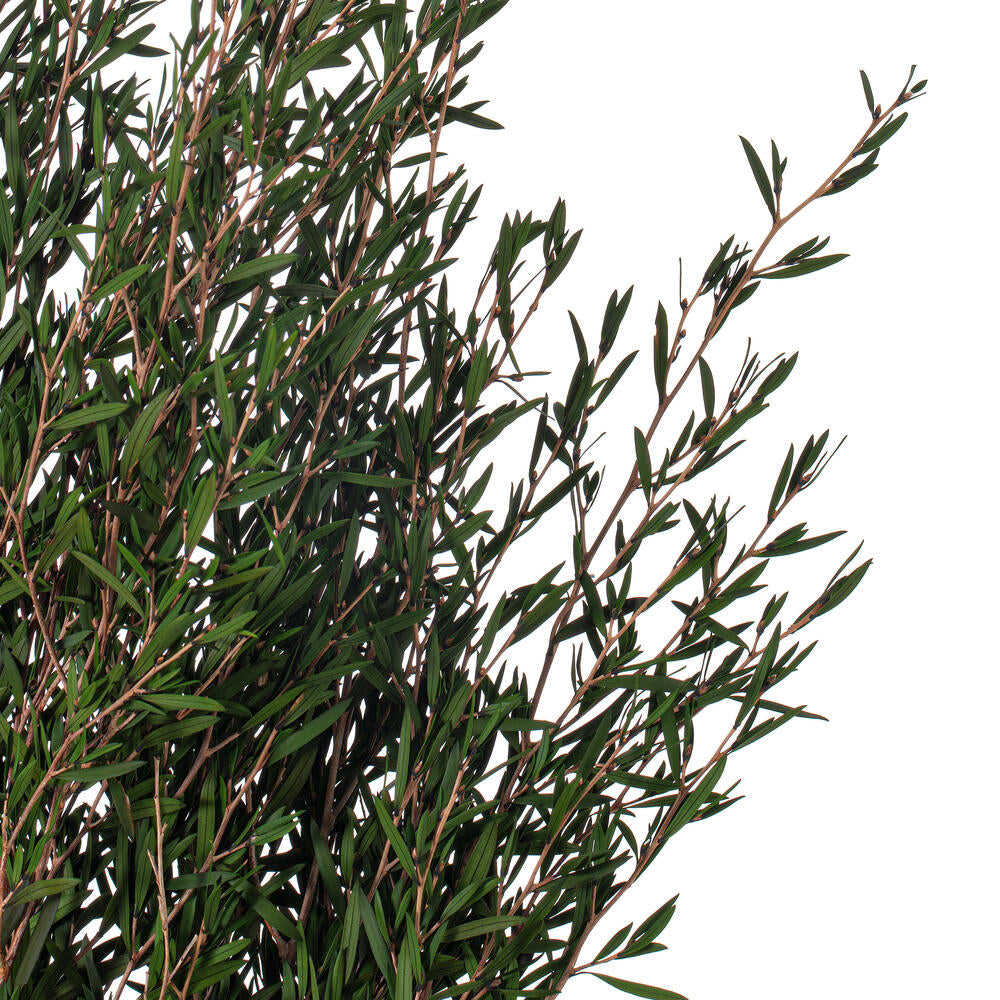 Vickerman 25-36" Green Lepto Longifolia. 6-7 oz Bundle. Preserved