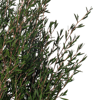 Vickerman 25-36" Green Lepto Longifolia. 6-7 oz Bundle. Preserved
