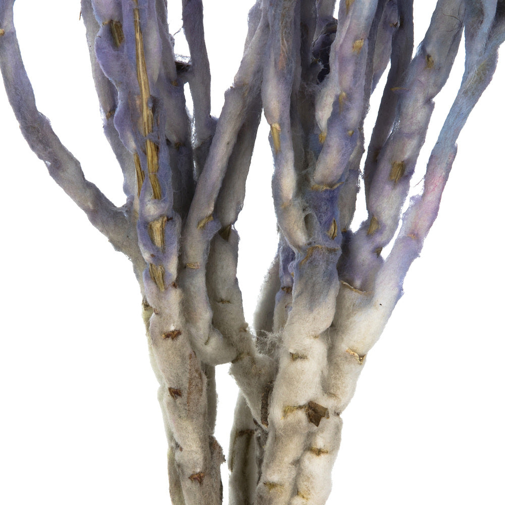 Vickerman 13-14" Light Purple Everlasting Flowers approximately 23 blooms Dried