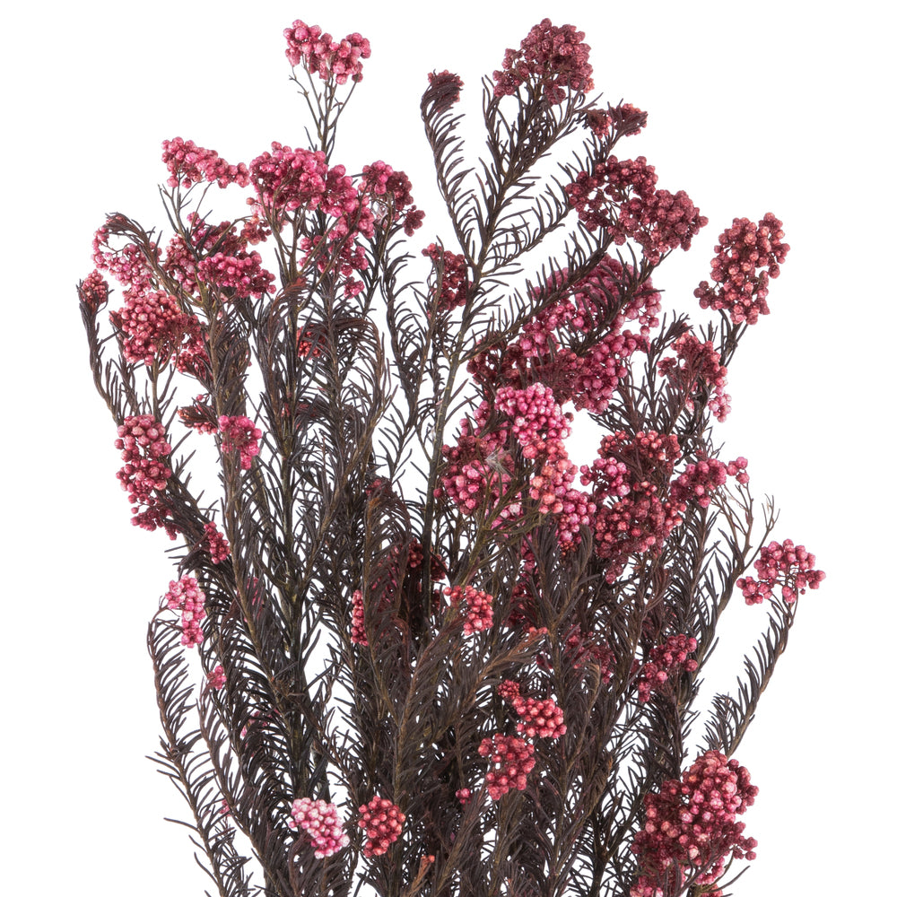 Vickerman 16" Wild Berry Rice Flower . Comes in a 4.25 oz Bundle. Preserved