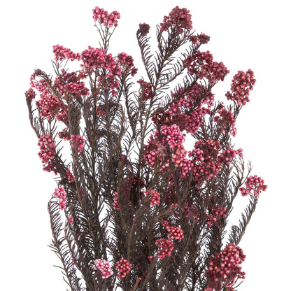 Vickerman 16" Wild Berry Rice Flower . Comes in a 4.25 oz Bundle. Preserved