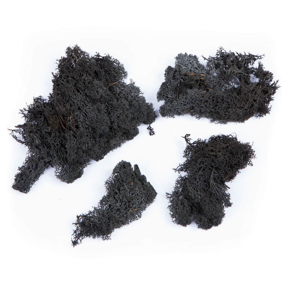 Vickerman Box Black Moss Reindeer- 9 lb bulk case Preserved