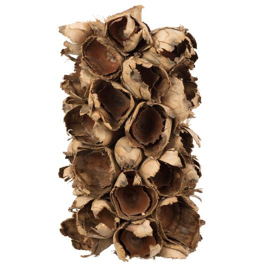 Vickerman 10-12" Natural Giant Seed Pod Segment - small 1 piece Dried