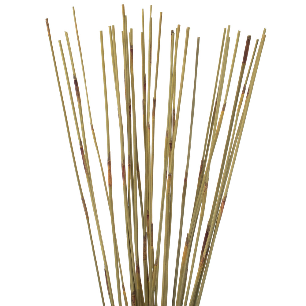 Vickerman 40" Natural Elephant Reed 10 oz Bundle Dried