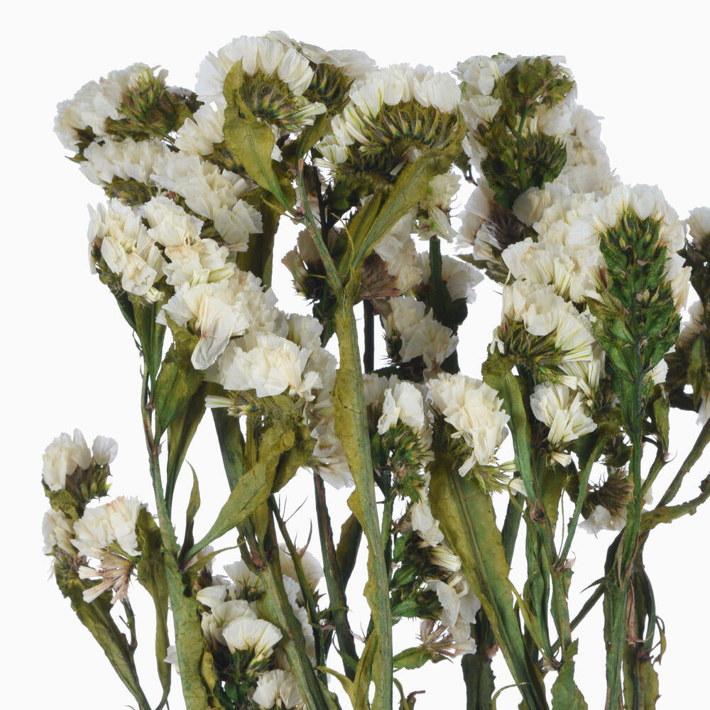 Vickerman Natural Botanicals 19.5" White Statice Flower 1.25 oz per unit
