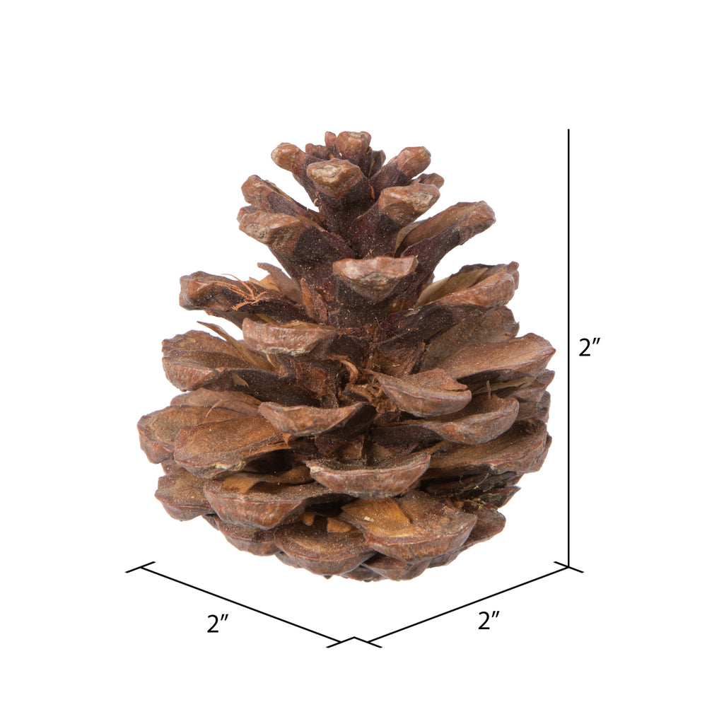 Vickerman Natural Botanicals 2" Blue Pine Natural. Includes 100 Pieces per Unit