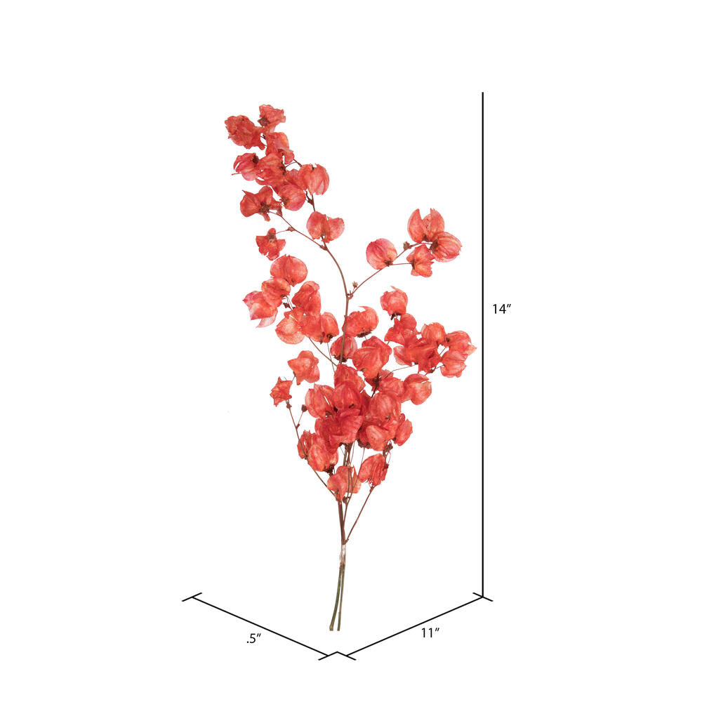 Vickerman 13.5-17" Red Dried Cara Blossom Bundle Preserved.