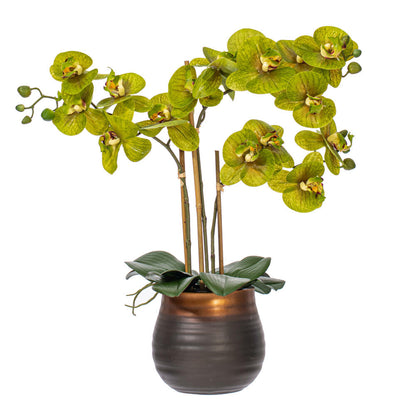 Vickerman 22" Artificial Potted Real Touch Green Phalaenopsis Spray.