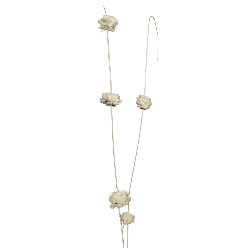 Vickerman Natural Botanicals 40" Bleached Coco with Natural Dried Sola Zinnia- 24 sticks/polybag.