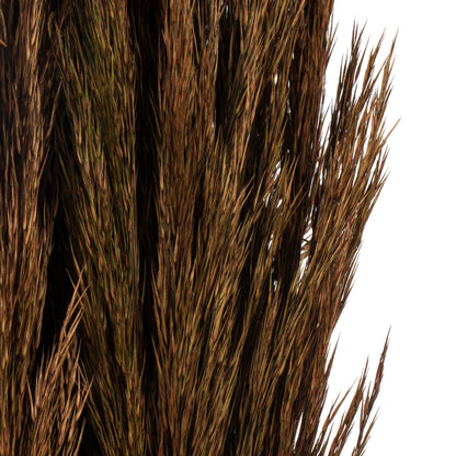 Vickerman 36"  Brown Plume Reed Bundle (15-20 stems) Preserved