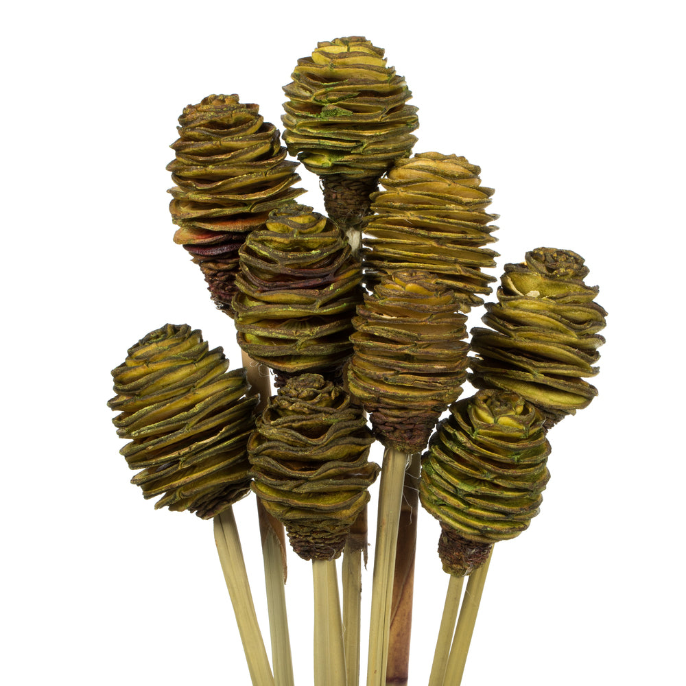 Vickerman 18-24" Basil Platy Cone on Reed Stem 10 stems Dried