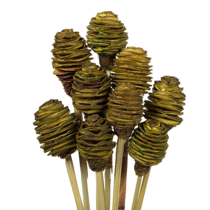Vickerman 18-24" Basil Platy Cone on Reed Stem 10 stems Dried