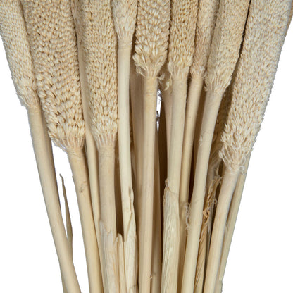 Vickerman Natural Botanicals 24" Babala Bleached. Includes 50 pieces per unit.