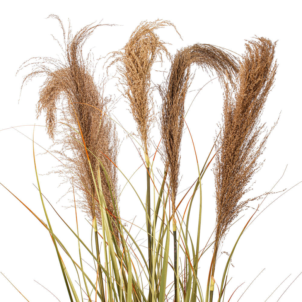 Vickerman 55" Artificial Potted Green Grass and Natural Reeds.