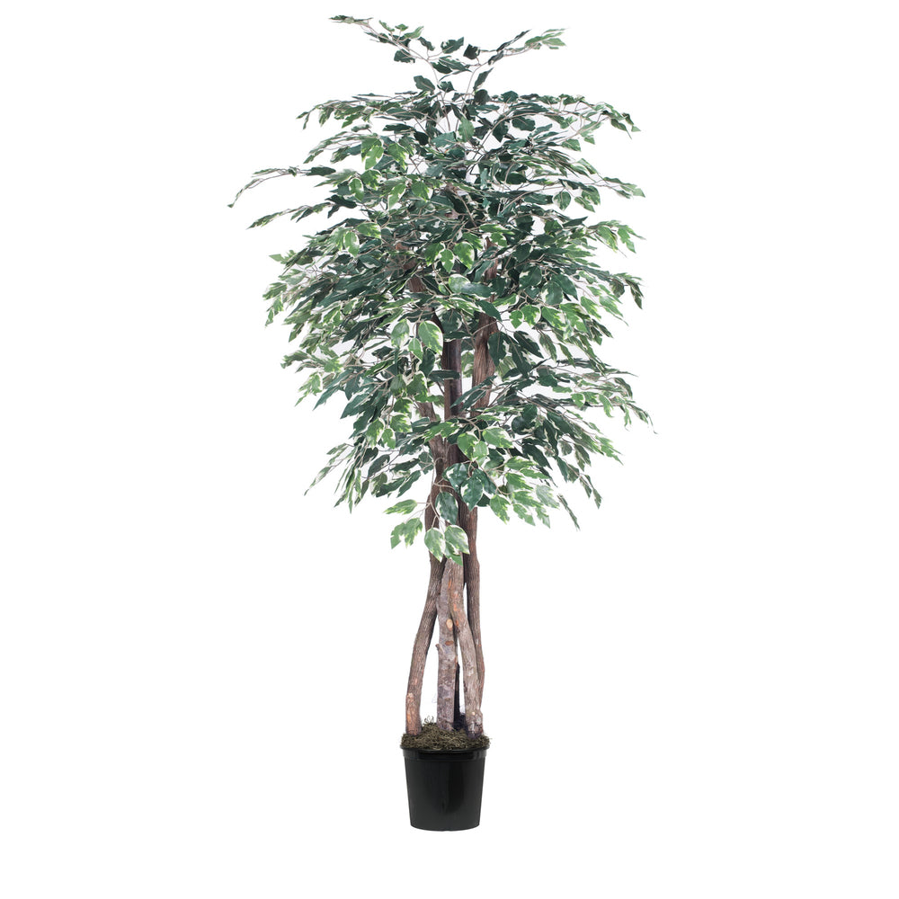Vickerman 6' Artificial Variegated Ficus Executive Black Plastic Pot