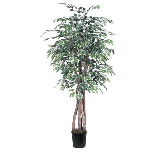Vickerman 6' Artificial Variegated Ficus Executive Black Plastic Pot
