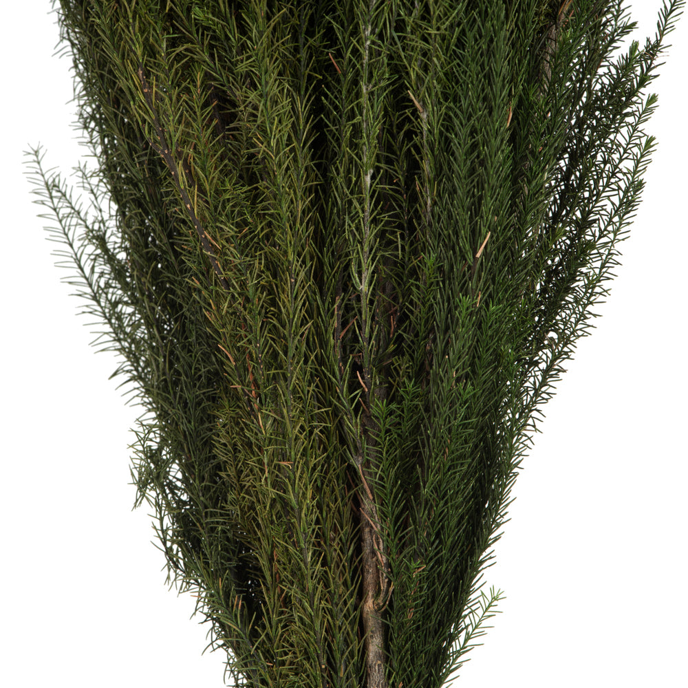 Vickerman 12-15" Green Lanuginosa 5-6 oz Bundle Preserved