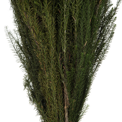 Vickerman 12-15" Green Lanuginosa 5-6 oz Bundle Preserved