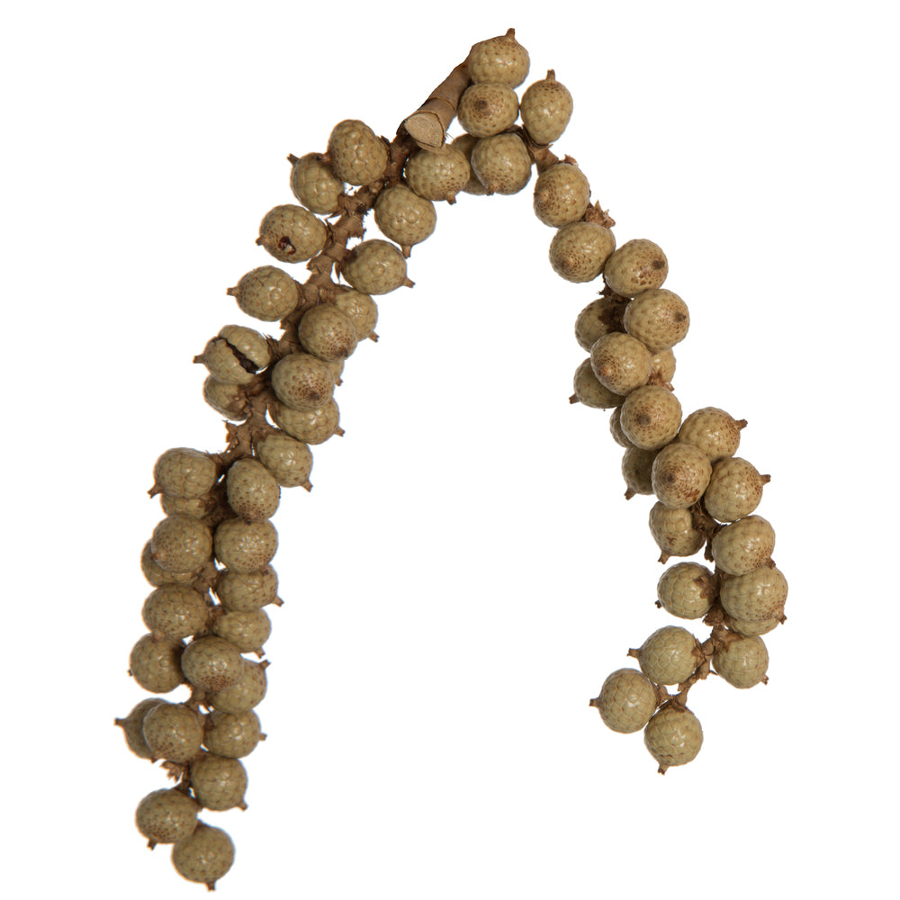 Vickerman Natural Botanicals Canella Cobs Natural 2.2 Lb Bag This is a dried preserved natural product.