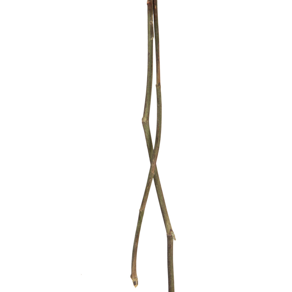 Vickerman 13.5-17" Red Dried Cara Blossom Bundle Preserved.