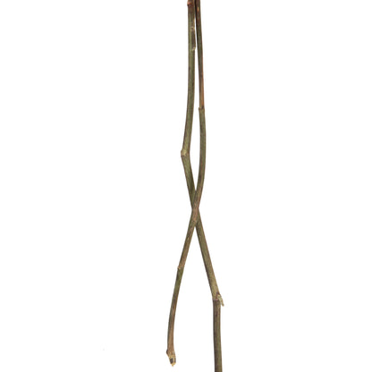 Vickerman 13.5-17" Red Dried Cara Blossom Bundle Preserved.