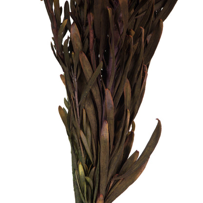 Vickerman 8-20" Violet Plumosum Female 8 flower heads per bundle Preserved