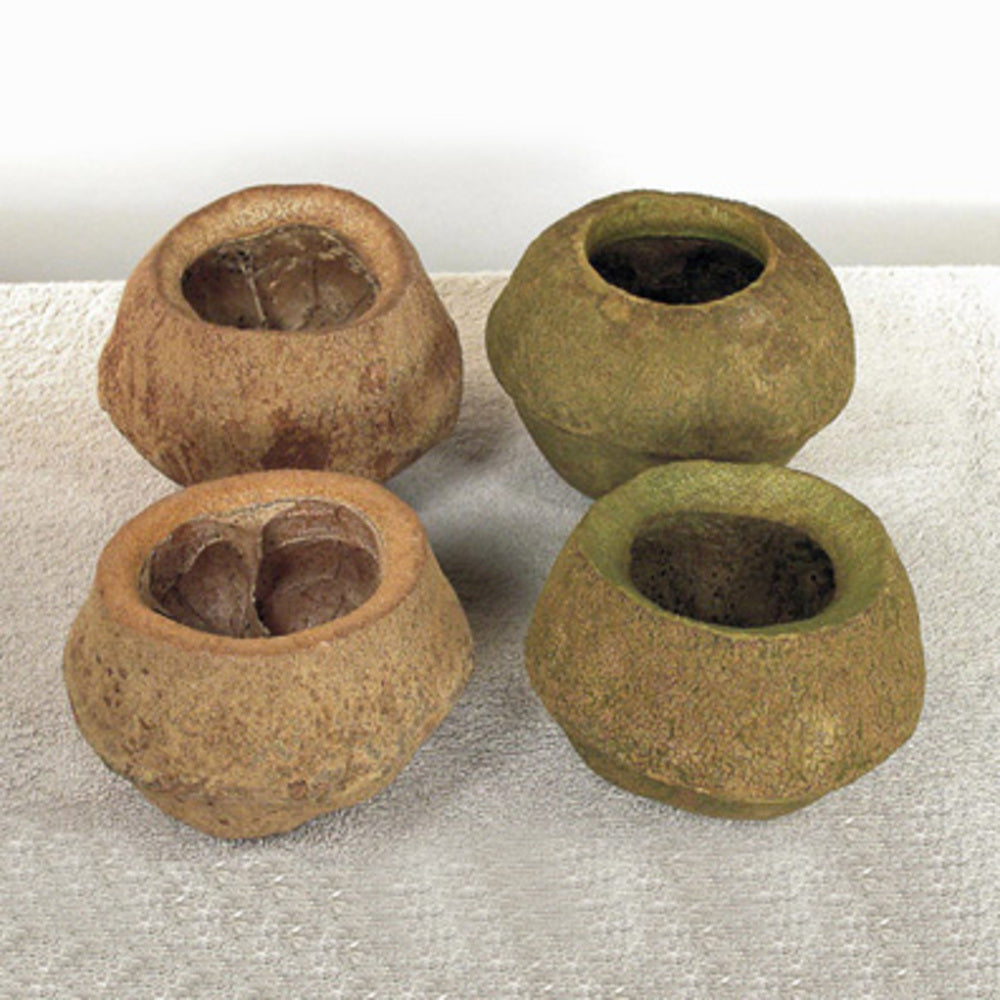 Vickerman 5" Natural Sapa Pod 3 pack Dried