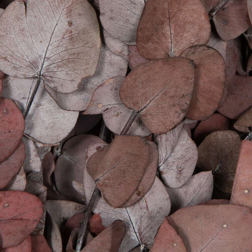 Vickerman Natural Botanicals 18-20" x 9" Eucalyptus Spiral Red 100 grams per unit