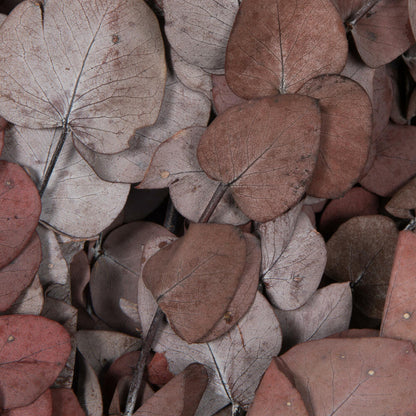 Vickerman Natural Botanicals 18-20" x 9" Eucalyptus Spiral Red 100 grams per unit