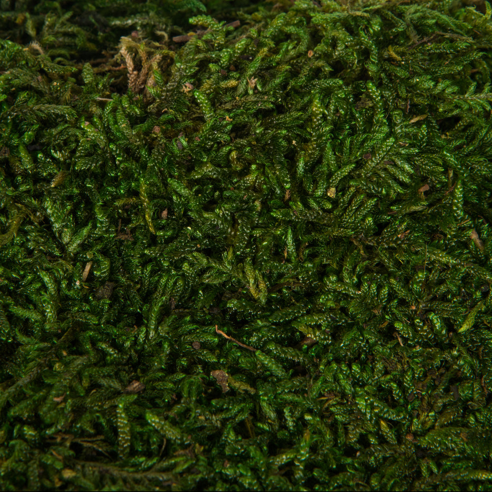 Vickerman Bag of Green Sheet Moss Preserved