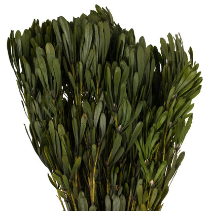 Vickerman 18-24" Oasis Green Platys Foliage Bundle Comes in a 5 oz Bundle Preserved