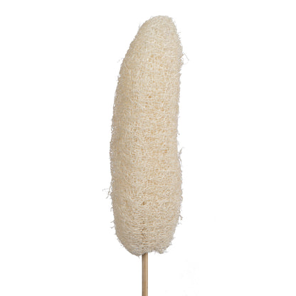 Vickerman Natural Botanicals 20" Luffa on Stem Bleached. Includes 25 Stems per Pack.