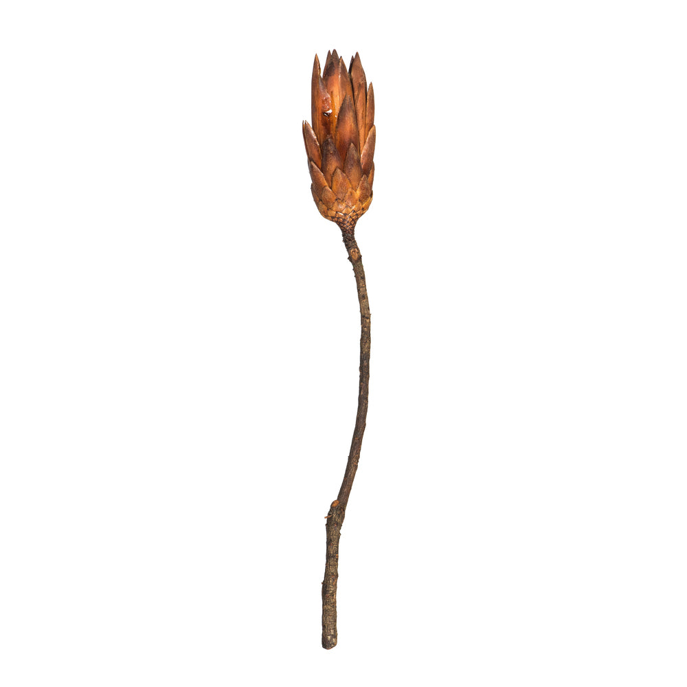 Vickerman 14" Mocha Latte Repens on a Natural Stem. Includes 6 Stems per Bundle Dried