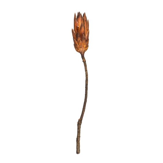 Vickerman 14" Mocha Latte Repens on a Natural Stem. Includes 6 Stems per Bundle Dried