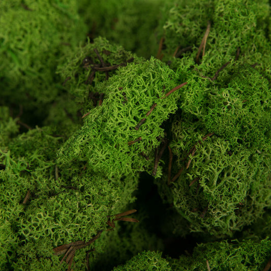 Vickerman Box Grass Green Moss Reindeer- 9 lb bulk Preserved