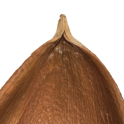 Vickerman 42-45" Natural Palm Paddles - XL bulk 2 pack Dried