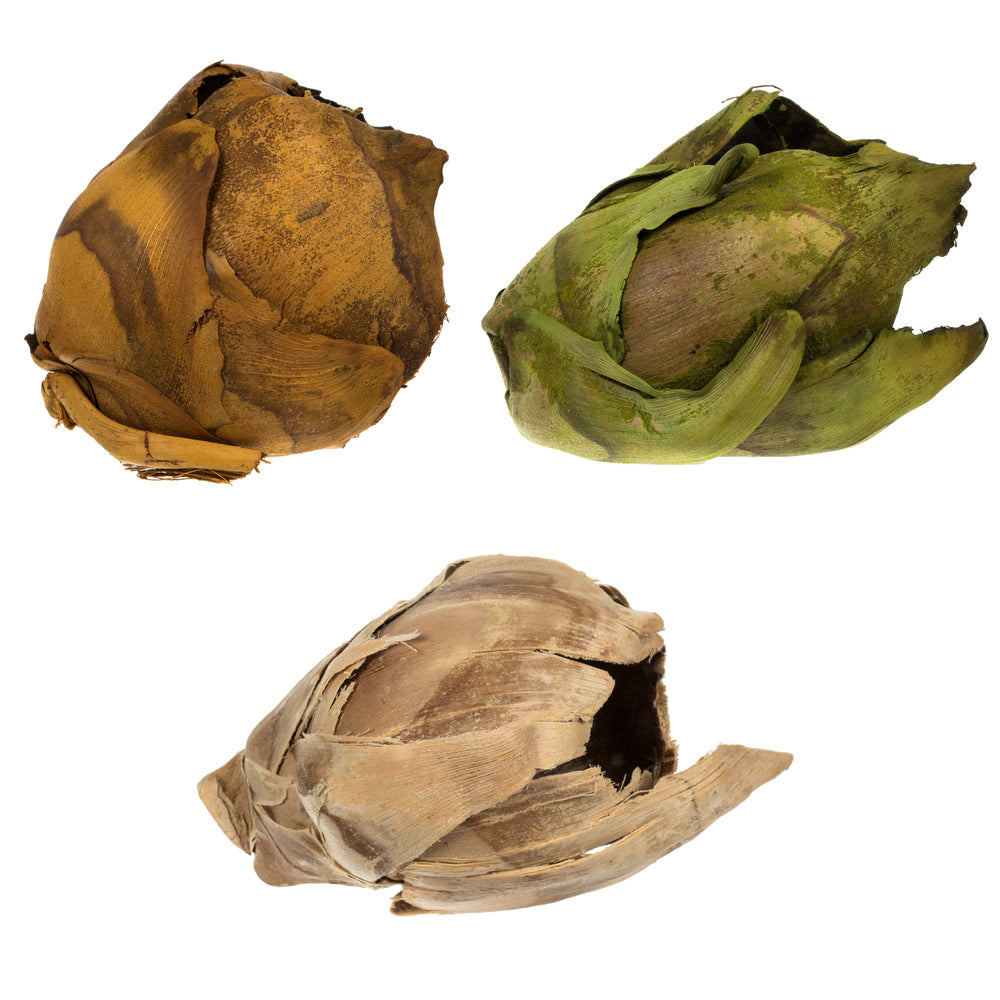 Vickerman 2-3" Assorted Cacho Pod Bulk Assorted Colors bulk case of 60 pods Dried