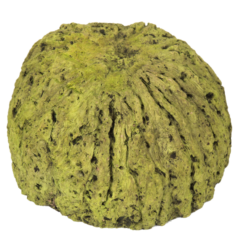 Vickerman 3" Wide Basil Mayan Coconut 10 per Pack Dried