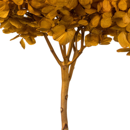 Vickerman 15" Aspen Gold Hydrangea with Multiple Branch Segments. Preserved