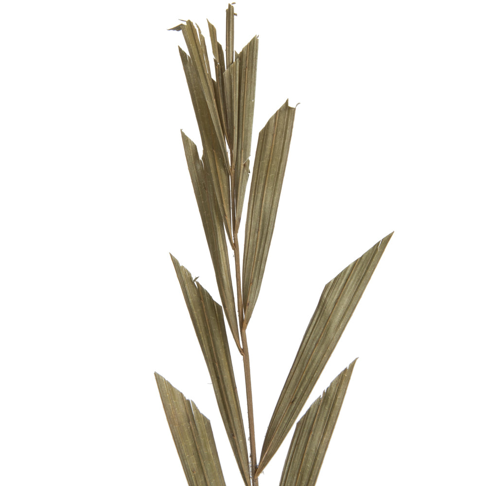 Vickerman Natural Botanicals 27" Rahul Stick Natural 8 Stems/Bunch. Includes eight rahul sticks.