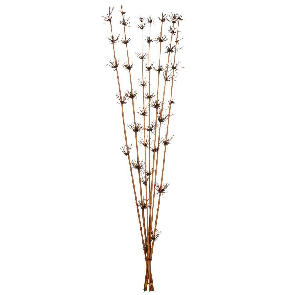 Vickerman 36-40" Brown Star Bamboo Reed 7 stems Dried