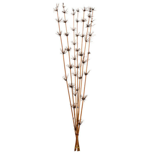 Vickerman 36-40" Brown Star Bamboo Reed 7 stems Dried
