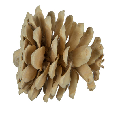 Vickerman Natural Botanicals 2" Blue Pine Bleached. Includes 25 Pieces per Unit