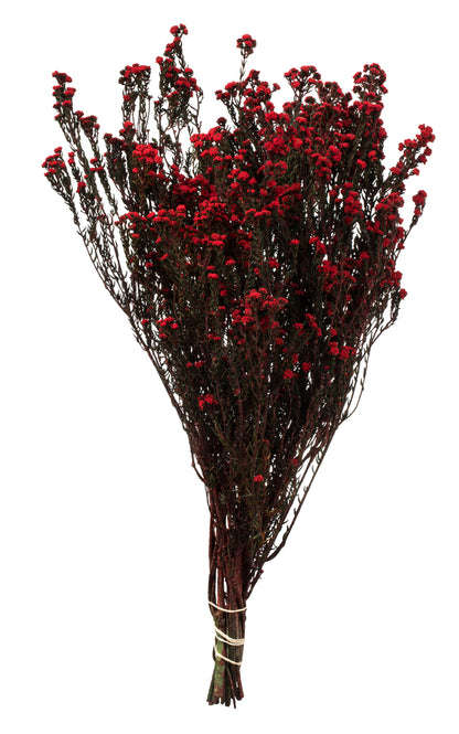 Vickerman 22" Natural Phylica Red bunch Preserved