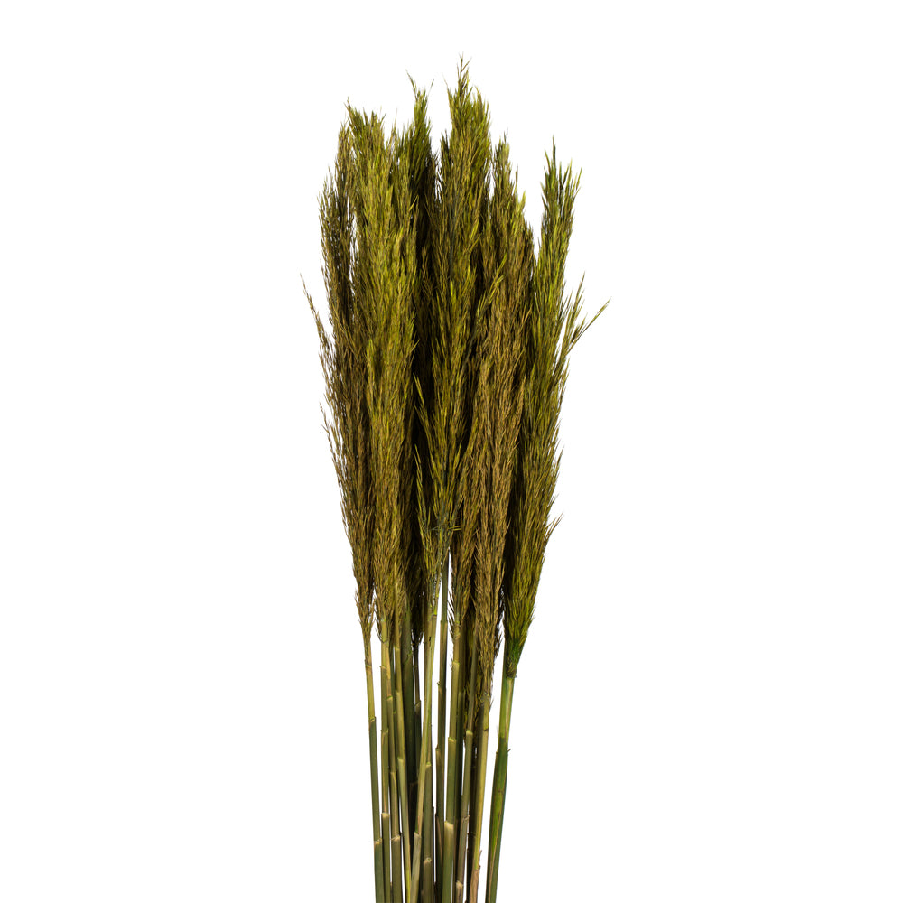 Vickerman 36" Green Plume Reed Bundle (15-20 stems) Preserved