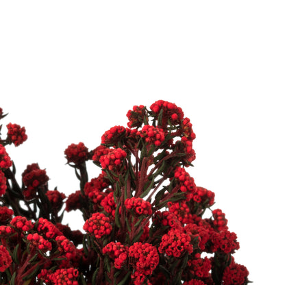 Vickerman 22" Natural Phylica Red bunch Preserved